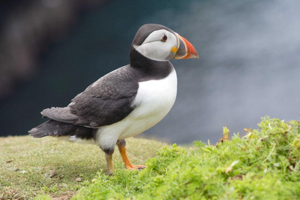 Handsome puffin, Skomer Island