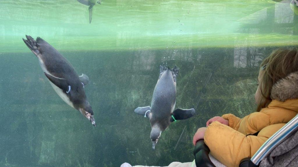 Penguins at Folly Farm