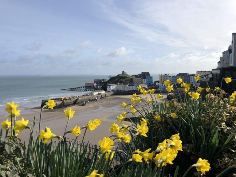 Spring daffodils overlooking Tenby