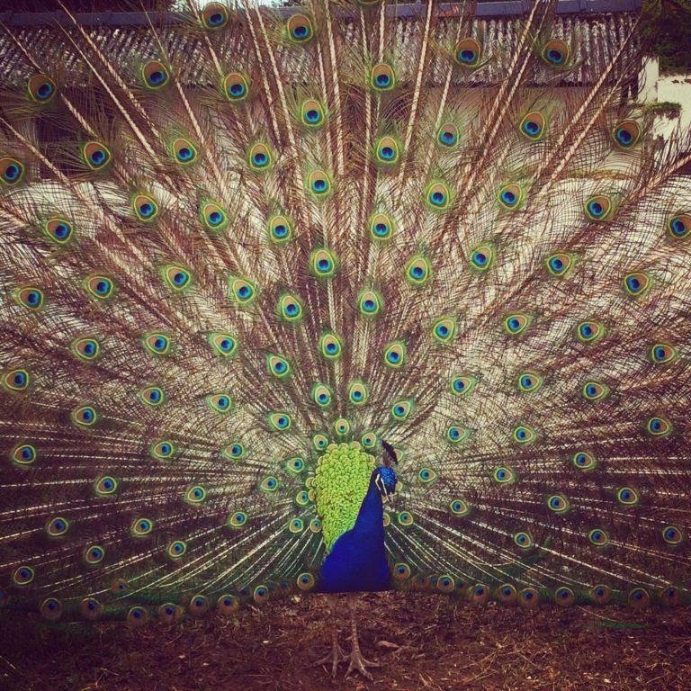 Peacock at Manor Wildlife Park