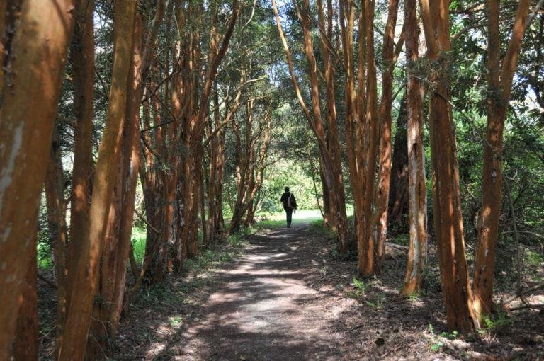 Woodland walk at Picton Castle