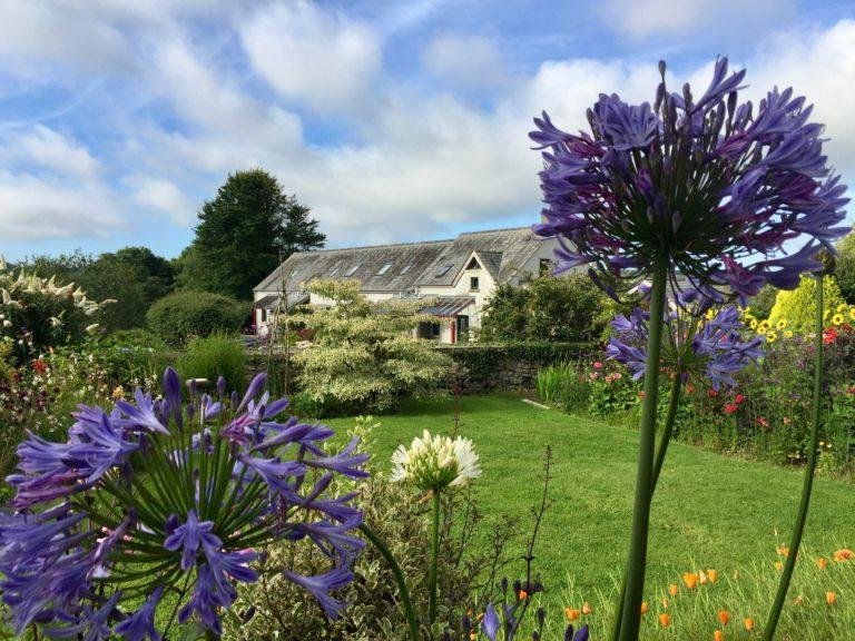 Agapanthus at East Jordeston